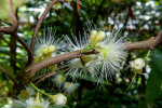<i>Syzygium samarangense</i> (Blume) Merr. & L.M.Perry (Myrtaceae) - Javaapfel; Heimat: Nordost-Indien bis Vanuatu - Foto: Wolfgang Stuppy; ©RUB