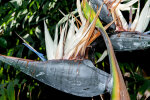 <i>Strelitzia nicolai</i> Regel & Körn. (Strelitziaceae) - Baum-Strelitzie; Heimat: südliches Afrika - Foto: Wolfgang Stuppy; ©RUB