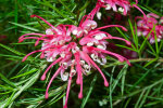 <i>Grevillea rosmarinifolia</i> R.Cunn. (Proteaceae) - Rosmarin-Silbereiche; Heimat: Australien - Foto: Wolfgang Stuppy; ©RUB