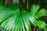 <i>Carludovica palmata</i> Ruiz & Pav. (Cyclanthaceae) - Panamapalme; Heimat: Süd-Mexiko bis Bolivien - Foto: Wolfgang Stuppy; ©RUB