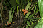 <i>Carludovica palmata</i> Ruiz & Pav. (Cyclanthaceae) - Panamapalme, Früchte; Heimat: Süd-Mexiko bis Bolivien - Foto: Wolfgang Stuppy; ©RUB