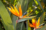 <i>Strelitzia reginae</i> Banks (Strelitziaceae) - Paradiesvogelblume; Heimat: Südafrika - Foto: Wolfgang Stuppy; ©RUB