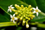 <i>Morinda citrifolia</i> L. (Rubiaceae) - Nonibaum, Blüten; Heimat: Südostasien bis Australien - Foto: Wolfgang Stuppy; ©RUB