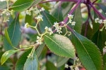 <i>Catha edulis</i> (Vahl) Endl. (Celastraceae)- Kathstrauch; Heimat: Eritrea bis Südafrika, Jemen - Foto: Wolfgang Stuppy; ©RUB