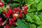 <i>Coffea arabica</i> L. (Rubiaceae) - Arabica-Kaffee; Heimat: Nordost-Afrika (Äthiopien, Kenia, Sudan) - Foto: Wolfgang Stuppy; ©RUB