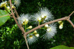 <i>Syzygium samarangense</i> (Blume) Merr. & L.M.Perry (Myrtaceae) - Javaapfel; Heimat: Nordost-Indien bis Vanuatu - Foto: Wolfgang Stuppy; ©RUB