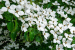 <b>Cornus kousa</i> subsp. <i>chinensis</i> (Osborn) Q.Y. Xiang (Cornaceae) - Chinesischer Blumen-Hartriegel; Heimat: China - Foto: Wolfgang Stuppy; ©RUB