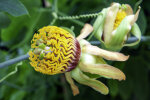 <i>Passiflora cirrhiflora</i> Juss. (Passifloraceae); Heimat: nördl. Südamerika - Foto: Wolfgang Stuppy; ©RUB