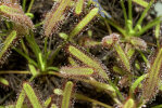 <i>Drosera capensis</i> L. (Droseraceae) - Kap-Sonnentau; Heimat: südl. Kap-Provinz - Foto: Wolfgang Stuppy; ©RUB