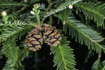 <i>Sequoia sempervirens</i> (D.Don) Endl. (Cupressaceae) - Küstenmammutbaum; Heimat: Südwest-Oregon bis West-Kalifornien - Foto: Wolfgang Stuppy; ©RUB