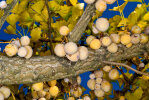 <i>Ginkgo biloba</i> L. (Ginkgoaceae) - Ginkgo, Fächerblattbaum, reife Samen; Heimat: China - Foto: Wolfgang Stuppy; ©RUB