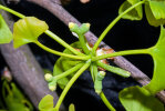 <i>Ginkgo biloba</i> L. (Ginkgoaceae) - Ginkgo, Fächerblattbaum, weibliche Samenanlagen; Heimat: China - Foto: Wolfgang Stuppy; ©RUB