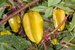 <i>Averrhoa carambola</i> L. (Oxalidaceae) - Sternfrucht; Heimat: Indonesien (Java, Maluku, Sulawesi) - Foto: Wolfgang Stuppy; ©RUB