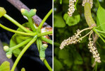 <i>Ginkgo biloba</i> L. (Ginkgoaceae) - Ginkgo, Fächerblattbaum, weibliche Samenanlagen (links) und männliche Zapfen (rechts); Heimat: China - Foto: Wolfgang Stuppy; ©RUB