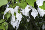 <i>Davidia involucrata</i> (N.E.Br.) Baill. (Nyssaceae) - Taschentuchbaum; Heimat: China - Foto: Wolfgang Stuppy; ©RUB
