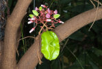 <i>Averrhoa carambola</i> L. (Oxalidaceae) - Sternfrucht; Heimat: Indonesien (Java, Maluku, Sulawesi) - Foto: Wolfgang Stuppy; ©RUB