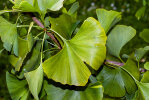 <i>Ginkgo biloba</i> L. (Ginkgoaceae) - Ginkgo, Fächerblattbaum; Heimat: China - Foto: Wolfgang Stuppy; ©RUB
