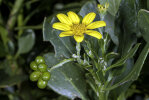 <i>Chrysanthemoides monilifera</i> L. (Asteraceae) - Zeckenbeere; Heimat: Südafrika bis Mosambik & Simbabwe - Foto: Wolfgang Stuppy; ©RUB
