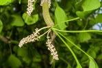 <i>Ginkgo biloba</i> L. (Ginkgoaceae) - Ginkgo, Fächerblattbaum, männliche Zapfen; Heimat: China - Foto: Wolfgang Stuppy; ©RUB