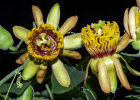<i>Passiflora cirrhiflora</i> Juss. (Passifloraceae); Heimat: nördl. Südamerika - Foto: Wolfgang Stuppy; ©RUB