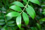<i>Nageia nagi</i> (Thunb.) Kuntze (Podocarpaceae) - Echter Nagibaum; Heimat: Südost-China bis Hainan, Japan (Kyushu) bis Taiwan - Foto: Wolfgang Stuppy; ©RUB