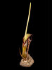 <i>Sauromatum venosum</i> (Dryand. ex Aiton) Kunth 'Lake Tana'  (Araceae) - Eidechsenwurz; besondere Farbvariante der Art vom Tana-See in Äthiopien - Foto: Wolfgang Stuppy; ©RUB