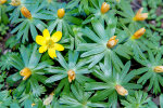 <i>Eranthis hyemalis</i> (L.) Salisb. (Ranunculaceae) - Winterling; Heimat: Südost-Frankreich bis Bulgarien, in Deutschland eingeführt - Foto: Wolfgang Stuppy; ©RUB
