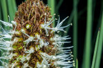 <i>Xanthorrhoea australis</i> R.Br. (Asphodelaceae) - Australischer Grasbaum; Heimat: Südost-Australien - Foto: Wolfgang Stuppy; ©RUB