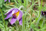 <i>Pulsatilla vulgaris</i> Mill. (Ranunculaceae) - Gewöhnliche Kuhschelle; Heimat: Europa - Foto: Wolfgang Stuppy; ©RUB