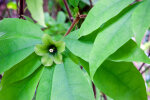 <i>Deherainia smaragdina</i> (Planch. ex Linden) Decne. (Primulaceae) - Smaragdblume, männliche Phase der Blüte mit geschlossenen Staubblättern; Heimat: Süd-Mexiko bis Honduras - Foto: Wolfgang Stuppy; ©RUB