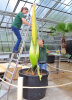<i>Amorphophallus titanum</i> (Becc.) Becc. (Araceae) - Titanenwurz kurz vorm Aufblühen im September 2017; Heimat: Sumatra (Indonesien) - Foto: Wolfgang Stuppy; ©RUB