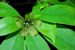 <i>Deherainia smaragdina</i> (Planch. ex Linden) Decne. (Primulaceae) - Smaragdblume, weibliche Phase der Blüte mit gespreizten Staubblättern; Heimat: Süd-Mexiko bis Honduras - Foto: Wolfgang Stuppy; ©RUB