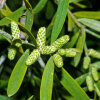 <i>Afrocarpus falcatus</i> (Thunb.) C.N.Page (Podocarpaceae) - Gewöhnliches Afrogelbholz, männliche Zapfen; Heimat: Malawi bis Südafrika - Foto: Wolfgang Stuppy; ©RUB