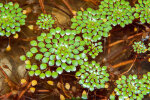 <i>Ludwigia sedioides</i> (Bonpl.) H.Hara (Onagraceae) - Sedum-ähnliche Ludwigie; Heimat: südliches Mexiko bis tropisches Südamerika - Foto: Wolfgang Stuppy; ©RUB