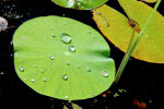 <i>Nelumbo nucifera</i> Gaertn. (Nelumbonaceae) - Indische Lotosblume, "Lotus-Effekt" der Blätter; Heimat: Asien, Australien - Foto: Wolfgang Stuppy; ©RUB