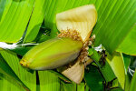 <i>Musa basjoo</i> Siebold & Zucc. ex Iinuma (Musaceae) - Japanische Faserbanane; Heimat: Süd-China - Foto: Wolfgang Stuppy; ©RUB