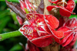 <i>Pavonia strictiflora</i> (Hook.) G.L.Esteves (Syn. <i>Goethea strictiflora</i> Hook., Malvaceae) - Goethepflanze; Heimat: Nordost-Brasilien - Foto: Wolfgang Stuppy; ©RUB