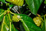 <i>Morinda citrifolia</i> L. (Rubiaceae) - Nonibaum; Heimat: Südostasien bis Australien - Foto: Wolfgang Stuppy; ©RUB