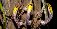 <i>Aristolochia cauliflora</i> Ule (Aristolochiaceae) - Stammblütige Pfeifenblume; Heimat: Peru - Foto: Wolfgang Stuppy; ©RUB