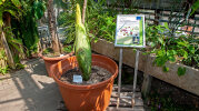 <i>Amorphophallus titanum</i> (Becc.) Becc. (Araceae) - Titanenwurz, 21.06.2023; Heimat: Sumatra (Indonesien) - Foto: Wolfgang Stuppy; ©RUB