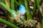 <i>Peliosanthes teta</i> Andrews (Asparagaceae), Frucht; Heimat: Sikkim bis Süd-China und West-Malesia - Foto: Wolfgang Stuppy; ©RUB
