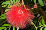 <i>Calliandra haematocephala</i> Hassk. (Fabaceae) - Roter Puderquastenstrauch; Heimat: Bolivien - Foto: Wolfgang Stuppy; ©RUB