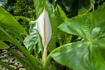 <i>Typhonodorum lindleyanum</i> Schott (Araceae) - Aquatischer Riesenaronstab; Heimat: Tansania (Pembar, Sansibar), Madagaskar, Komoren, Réunion & Mauritius - Foto: Wolfgang Stuppy; ©RUB