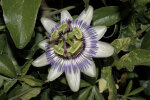 <i>Passiflora caerulea</i> L. (Passifloraceae) - Blaue Passionsblume; Heimat: Südamerika - Foto: Wolfgang Stuppy; ©RUB