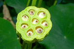 <i>Nelumbo nucifera</i> Gaertn. (Nelumbonaceae) - Indische Lotosblume, Frucht; Heimat: Asien, Australien - Foto: Wolfgang Stuppy; ©RUB