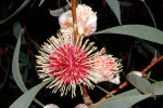 <i>Hakea laurina</i> R.Br. (Proteaceae) - Nadelkissen-Hakea; Heimat: endemisch in West-Australien - Foto: Wolfgang Stuppy; ©RUB