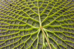 <i>Victoria cruziana</i> Orb. (Nymphaeaceae) - Santa-Cruz-Riesenseerose, Blattunterseite; Heimat: Gebiet des Rio Paraná (Nordost-Argentinien, Zentral-Brasilien und Paraguay) - Foto: Wolfgang Stuppy; ©RUB
