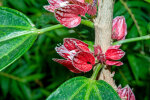 <i>Pavonia strictiflora</i> (Hook.) G.L.Esteves (Syn. <i>Goethea strictiflora</i> Hook., Malvaceae) - Goethepflanze; Heimat: Nordost-Brasilien - Foto: Wolfgang Stuppy; ©RUB