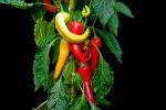 <i>Capsicum annuum</i> L. (Solanaceae) - Chili; Heimat: ursprünglich Zentral- und Südamerika - Foto: Wolfgang Stuppy; ©RUB