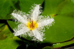 <i>Nymphoides humboldtiana</i> (Kunth) Kuntze (Menyanthaceae) - Humboldts Seekanne; Heimat: Tropisches bis subtropisches Amerika - Foto: Wolfgang Stuppy; ©RUB 